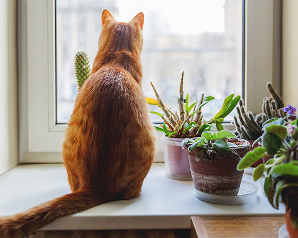 Cat staring out the window for individual therapy in Rochester, NY